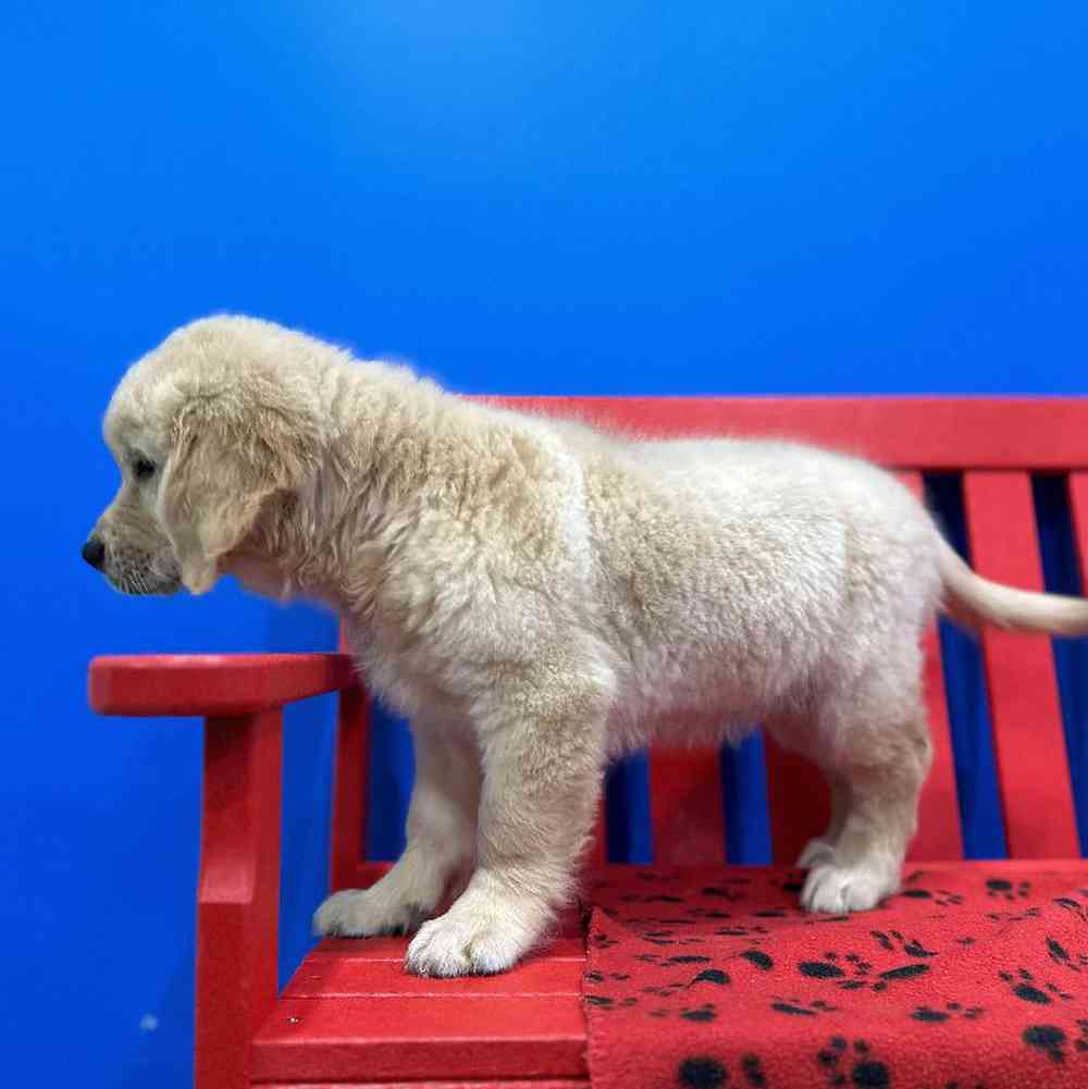 Male Golden Retriever Puppy for Sale in Manchester, NH