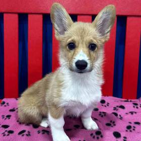 Pembroke Welsh Corgi