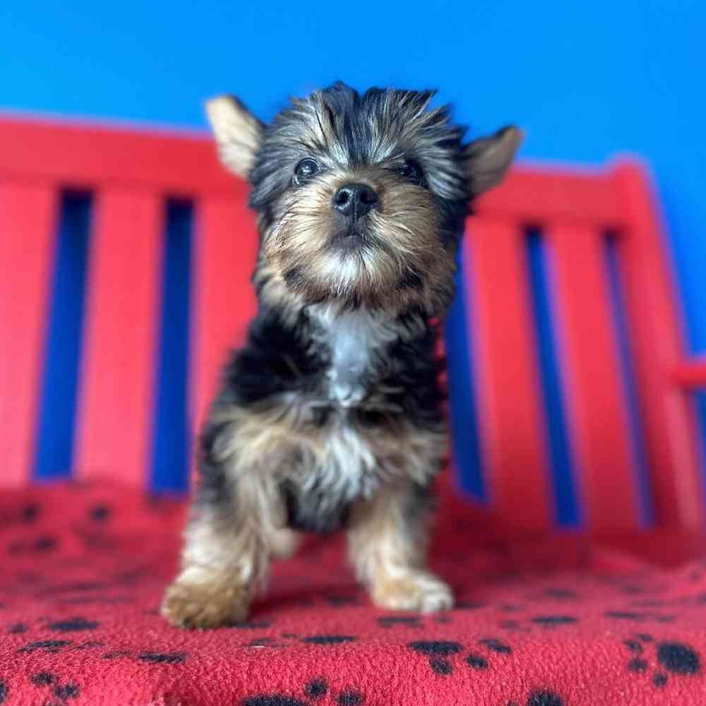 Male Yorkie Puppy for Sale in Manchester, NH