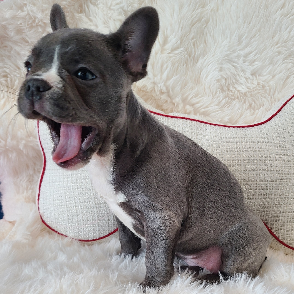 Female French Bulldog Puppy for Sale in Manchester, NH