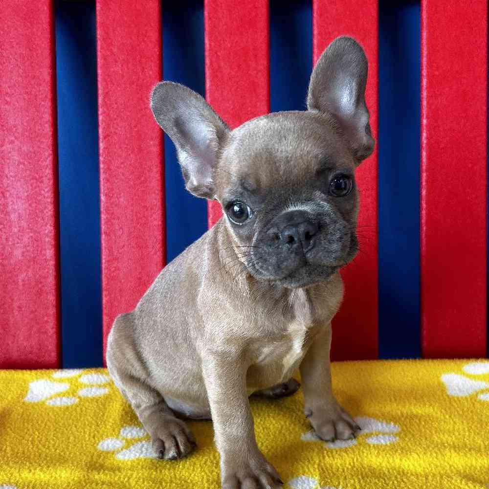 Snicker - Male French Bulldog Puppy for sale in Manchester