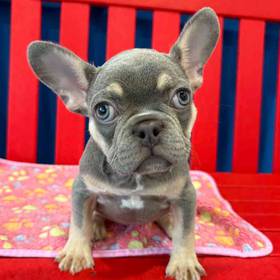 French Bulldog