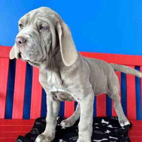 Neopolitan Mastiff