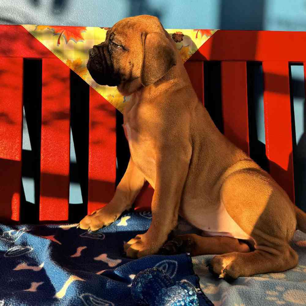 Male Bullmastiff Puppy for Sale in Manchester, NH