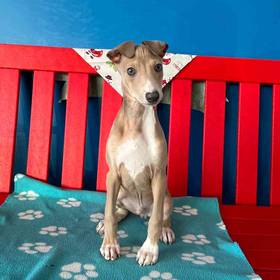 Italian Greyhound