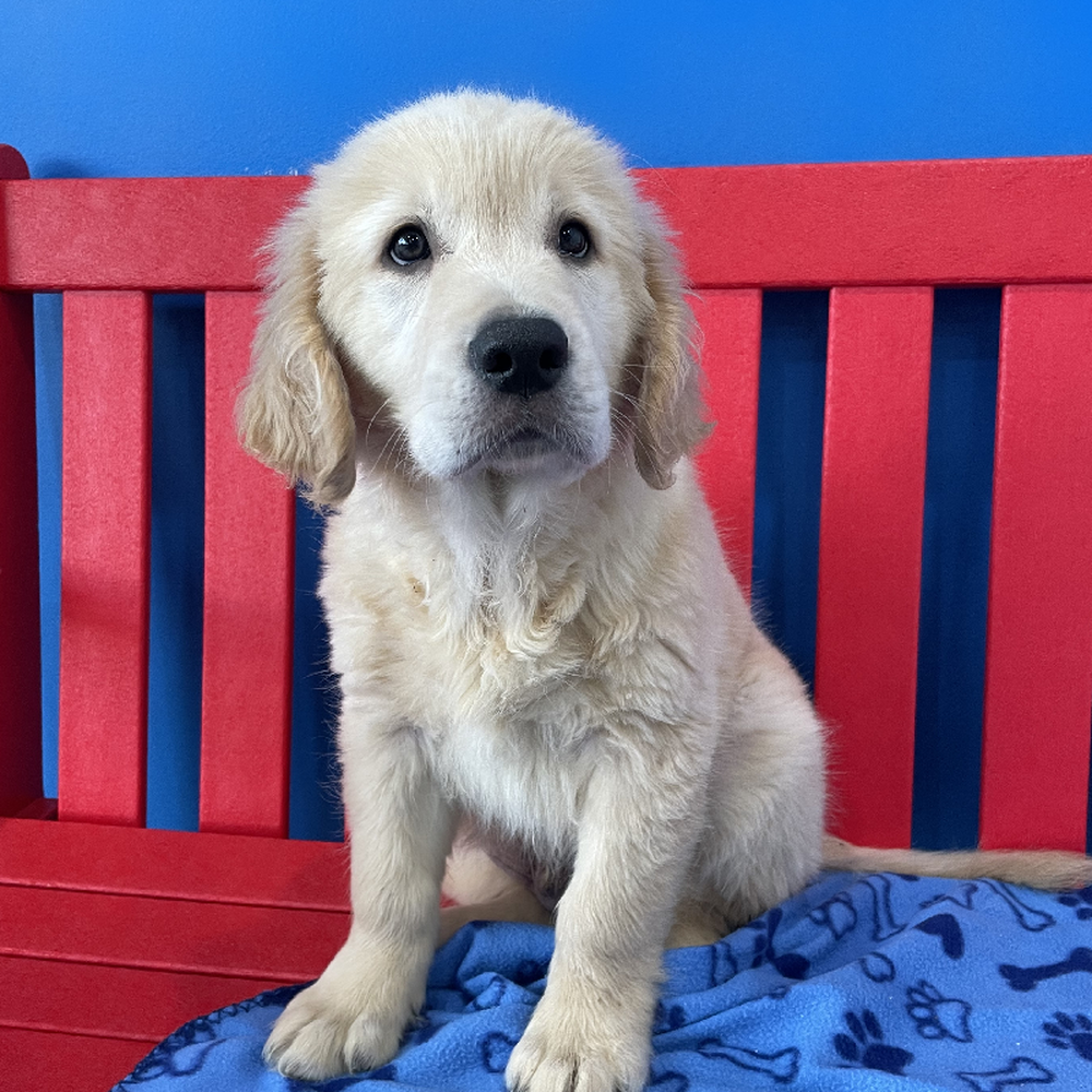 Male Golden Retriever Puppy for Sale in Manchester, NH