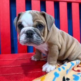 English Bulldog