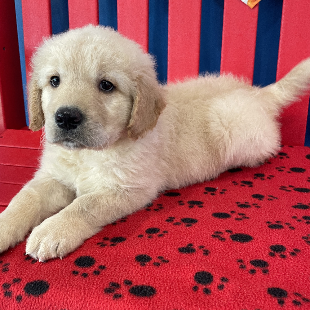 Female Golden Retriever Puppy for Sale in Manchester, NH