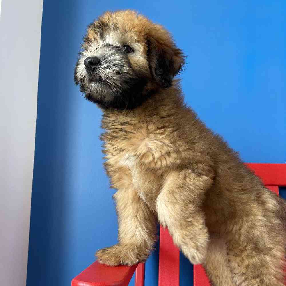 Male Soft Coated Wheaten Terrier Puppy for Sale in Manchester, NH