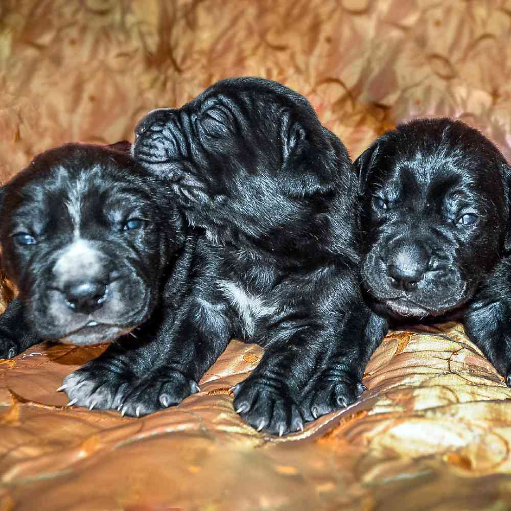 Akc cane corso puppies for clearance sale