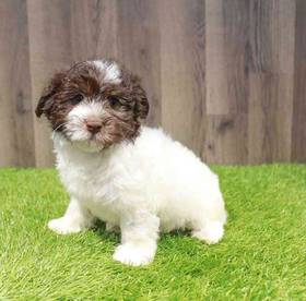 Havanese