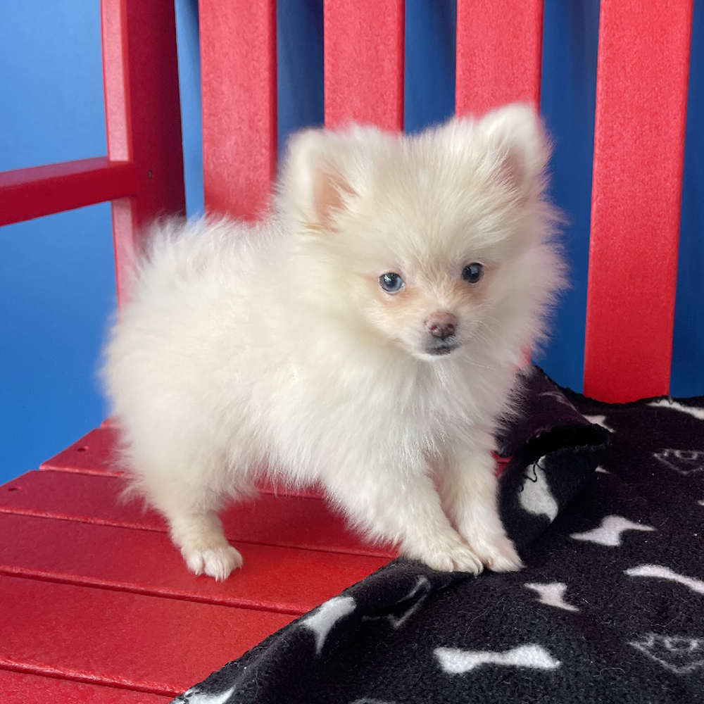 Male Pomeranian Puppy for Sale in Manchester, NH