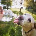 A labrador retriever drinking water from a clear plastic bottle.