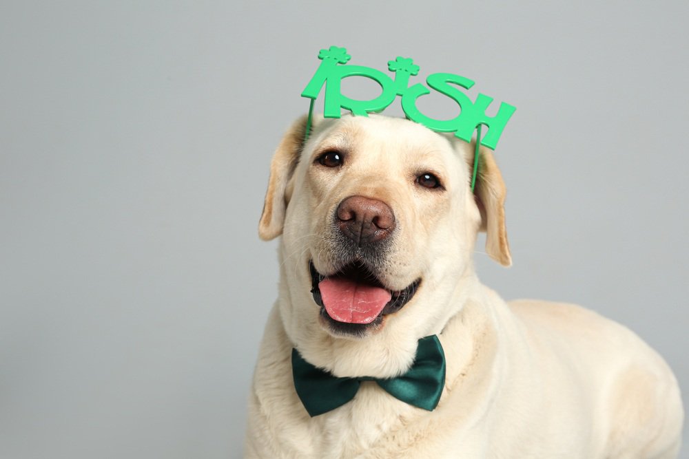 A brown retriever dog wearing a pair of green clover-shaped glasses and a green bowtie.
